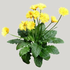 ͼʦģֲģȫ20221480