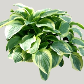 ͼʦģֲģȫ20221626