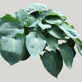 ͼʦģֲģȫ20221630