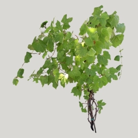 ͼʦģֲģȫ20221548