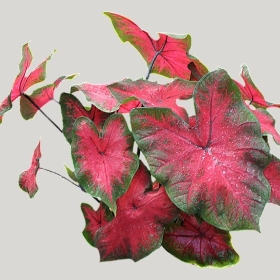 ͼʦģֲģȫ20221169