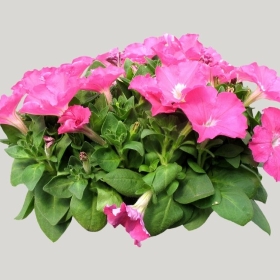 ͼʦģֲģȫ20222141