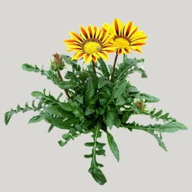 ͼʦģֲģȫ20221010