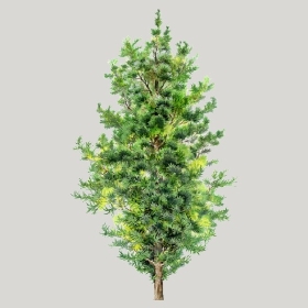 ͼʦģֲģȫ20222578