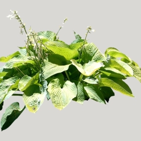 ͼʦģֲģȫ20221646