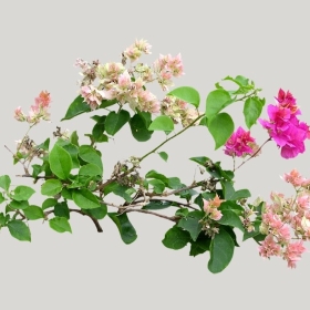 ͼʦģֲģȫ20221087