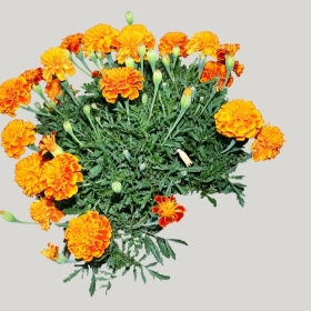 ͼʦģֲģȫ20221390