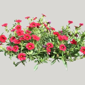 ͼʦģֲģȫ20221934