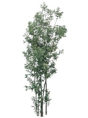 720úMtree16
