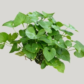 ͼʦģֲģȫ20221939