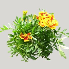 ͼʦģֲģȫ20221893