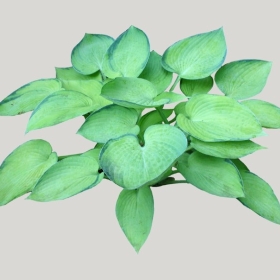 ͼʦģֲģȫ20221651