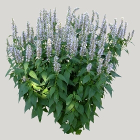 ͼʦģֲģȫ20221366