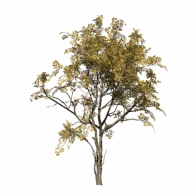 ALDER: HERO FOREST