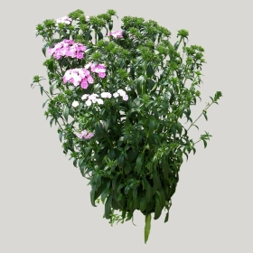 ͼʦģֲģȫ20221050