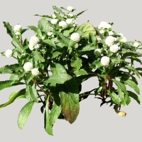 ͼʦģֲģȫ20221506