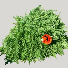 ͼʦģֲģȫ20221678