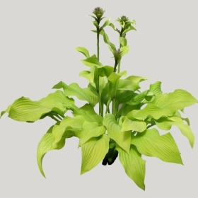 ͼʦģֲģȫ20221623