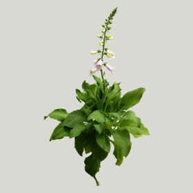 ͼʦģֲģȫ20221074