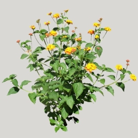 ͼʦģֲģȫ20221938