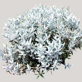 ͼʦģֲģȫ20221435