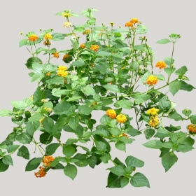 ͼʦģֲģȫ20221571