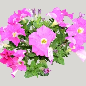 ͼʦģֲģȫ20221953