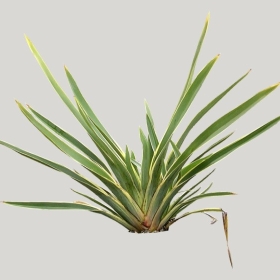 ͼʦģֲģȫ20221985