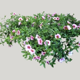 ͼʦģֲģȫ20221931