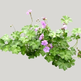 ͼʦģֲģȫ20221574