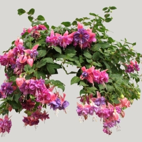 ͼʦģֲģȫ20221396