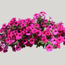 ͼʦģֲģȫ20222143