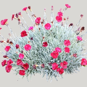 ͼʦģֲģȫ20221052