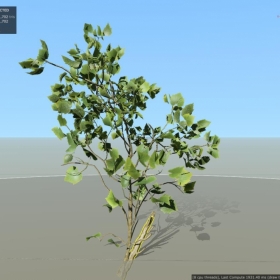 sycamore_american ͩ 6