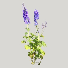 ͼʦģֲģȫ20221815