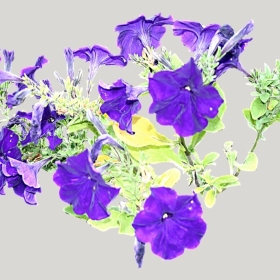 ͼʦģֲģȫ20221545