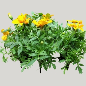 ͼʦģֲģȫ20221894