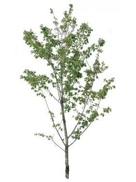 720úMtree14