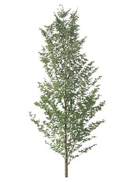 720úMtree15