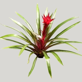 ͼʦģֲģȫ20221905