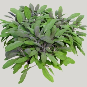 ͼʦģֲģȫ20222256