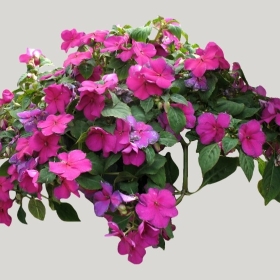 ͼʦģֲģȫ20221687