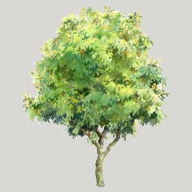 ͼʦģֲģȫ20222551