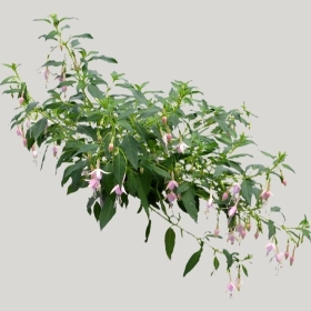 ͼʦģֲģȫ20221398