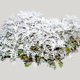 ͼʦģֲģȫ20221097