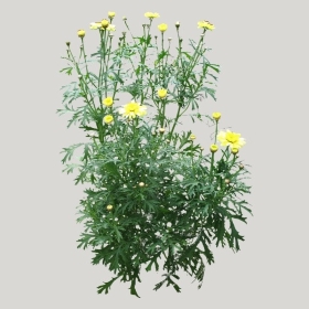 ͼʦģֲģȫ20221887