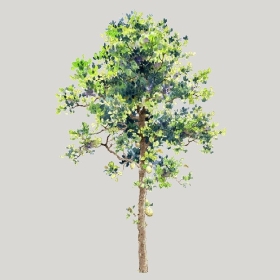 ͼʦģֲģȫ20222488