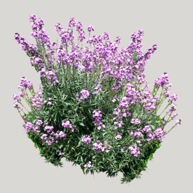 ͼʦģֲģȫ20222261