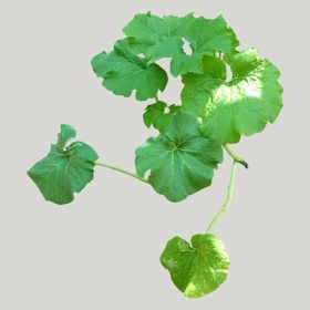 ͼʦģֲģȫ20222241