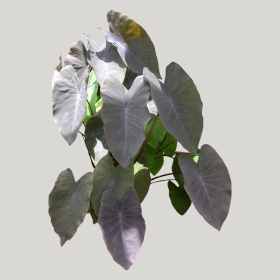 ͼʦģֲģȫ20221122